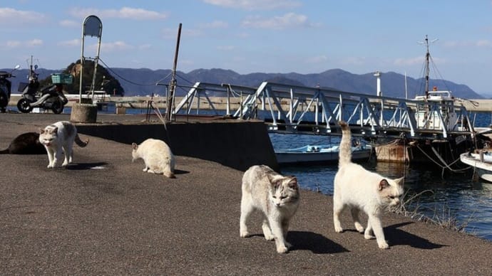 瀬戸内G島の猫たち 2025年2月 その14