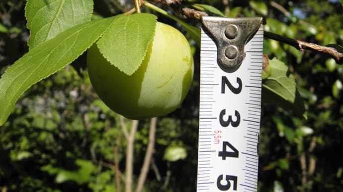 現在成育中の果物の寸法