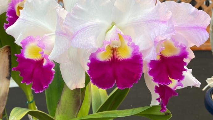 Rlc. Satomi‘Yosooi’