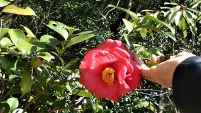 見事な椿の花