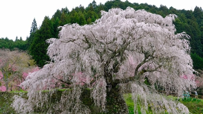 <速報>又兵衛桜が7分咲きでした