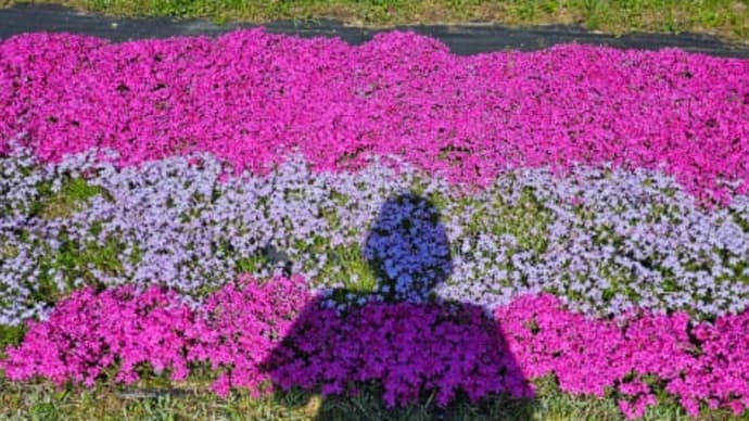 あれやこれや