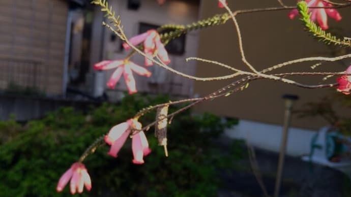 エリカにミノムシ