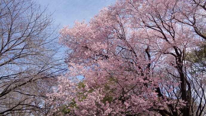 ～公園の桜🌸～