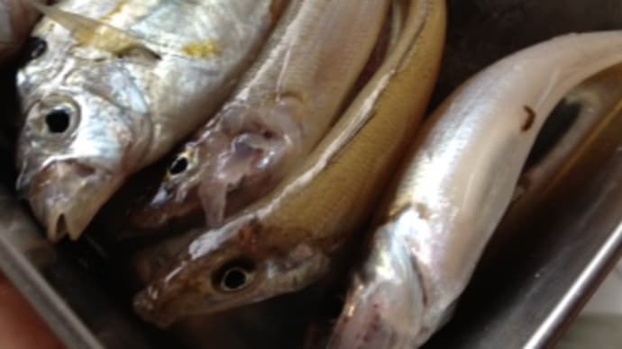 今朝の釣果