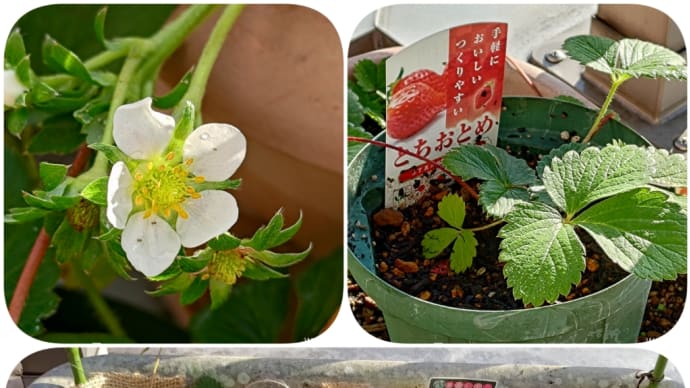 🍓イチゴの苗とりと麻のベッド🤭☕️