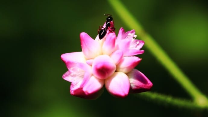 山里に秋の花々