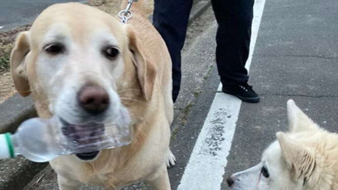 犬と猫との暮らし~銘仙写真投稿~今朝はゴールデンさんと~🐕