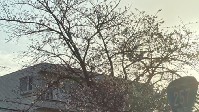 桜🌸