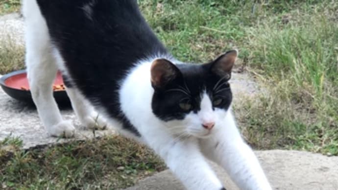 地域猫への感情