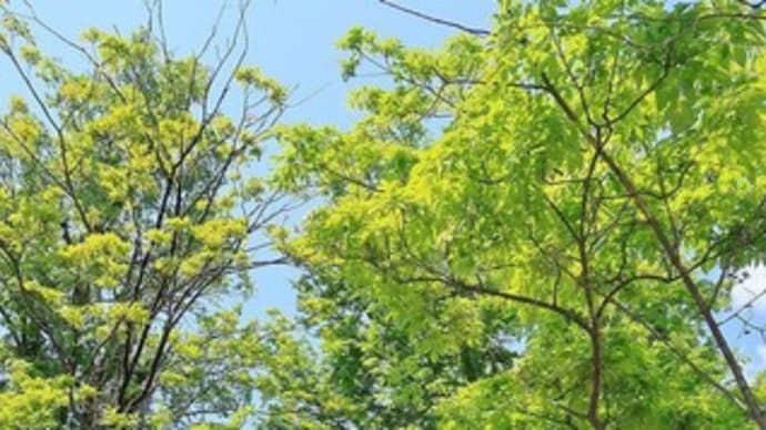 緑道散歩にて