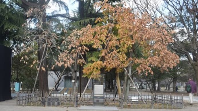 中区:被爆アオギリ2024年12月24日