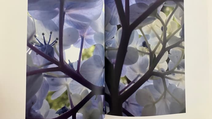 「紫陽花迷宮」写真集、増刷中