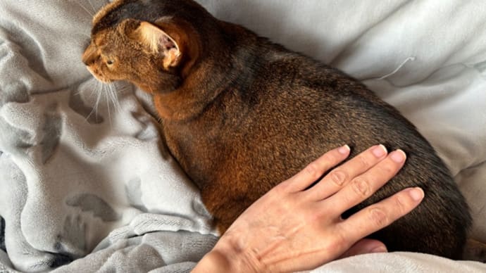 膝乗り猫