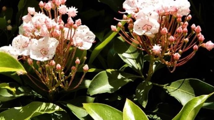 神戸市立森林植物園ぶらぶら歩き。・・・3