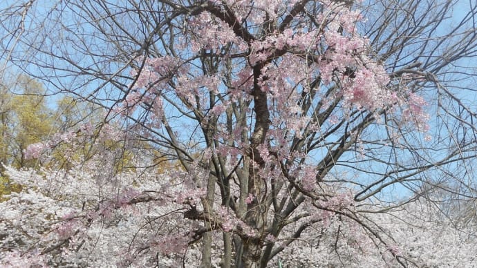 ～絵になる桜の風景～令和四年・桜便り（1）