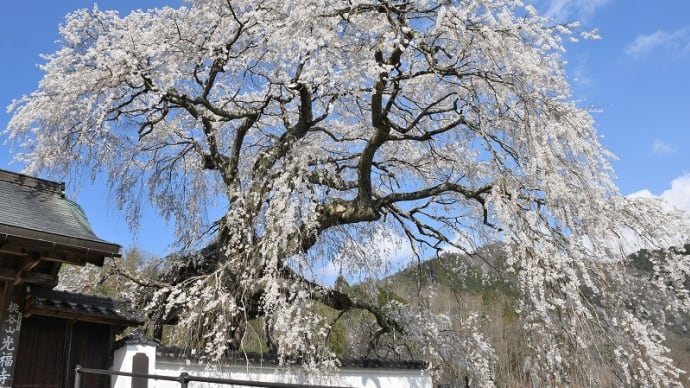大糸桜が見頃です。 (光福寺) 佐用町 2021.03.25