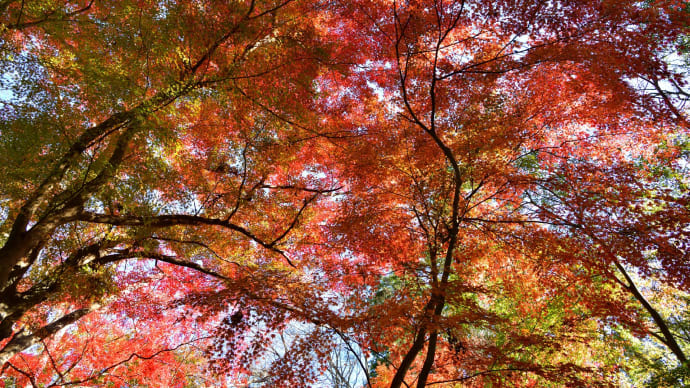 ◆「十枝の森」は、見頃(大網白里市)