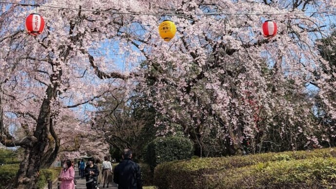 仙台・榴岡公園と西公園の桜