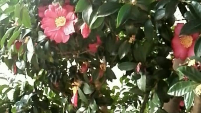 2017 02 27 SUN 06:30 さざんか満開(春日部市武里団地)