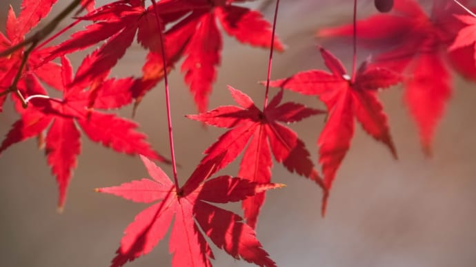 27/Dec もみじ🍁とキセキレイ🐤とカワセミ🐦