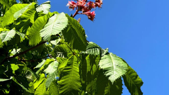 ベニバナトチノキ（紅花栃の木）の花