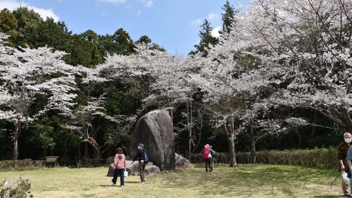 さくら狩り 茨城県石岡市 常陸風土記の丘(3)金龍橋からシダレザクラ