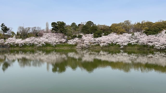 春の鶴見緑地公園を花を見ながらウオーキングです。桜も満開ですが、遊歩道にもスポットがあります