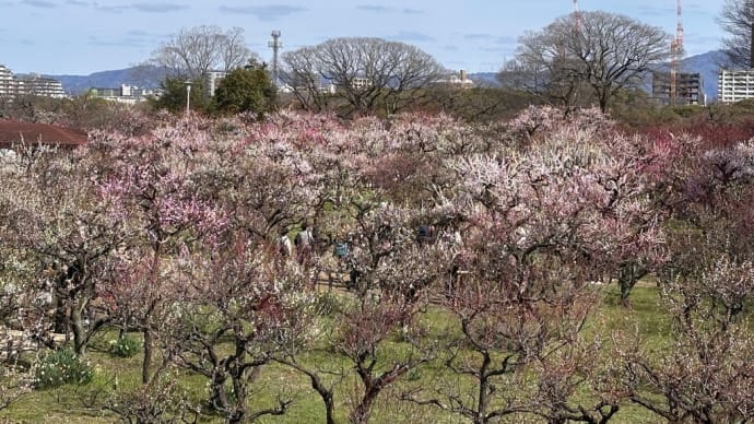 大阪城の巨石ベスト10 No.1は　最大推定130トン　桜門枡形「蛸石」にはびっくり❗️ベスト10を見てみよう