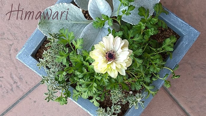 *セルシオ エンジェルウィングスの寄せ植え