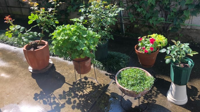朝からさー あちいな日差し 強すぎる🌞