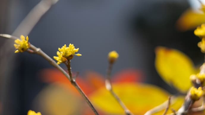 ●我が家の3月の花(14) サンシュユ(山茱萸)が開花し始め 夏越ししたプリムラ クリスマスローズ シラー・チューベルゲニアナ
