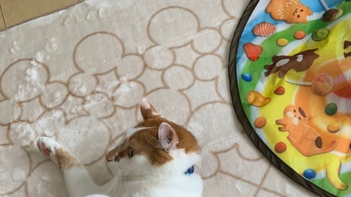 梅酢が上がった