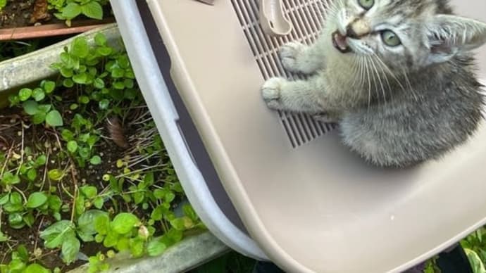 涼しいと思ったらやっぱり今日も暑かった😅