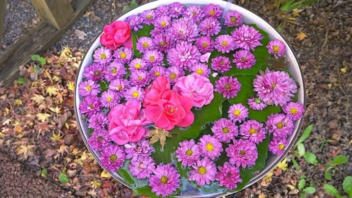 修善寺 虹の郷 紅葉&フローティングフラワー