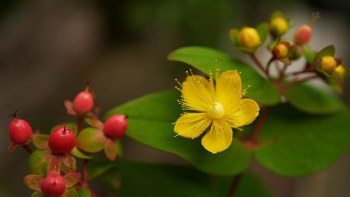 ●我が家の6月の花(3) ヒペリカム・アンドロサエマム ヤマアジサイ・藍姫