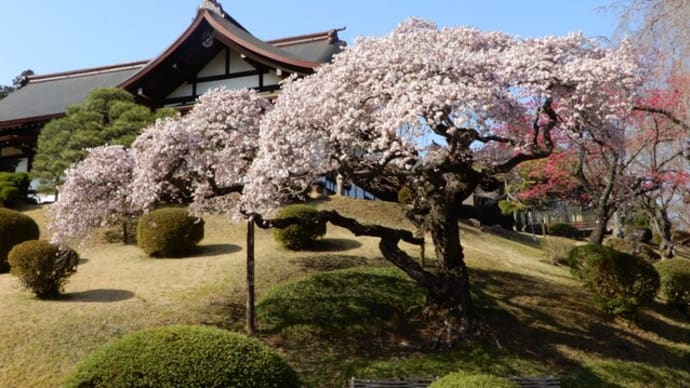 早く咲き始めた桜たち