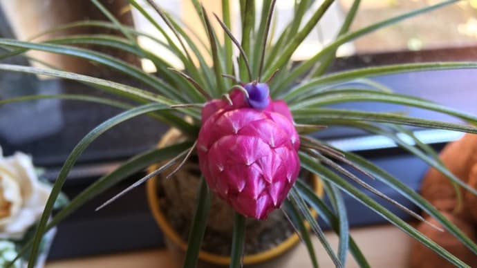 オリーブの剪定と パンジーの寄せ植え