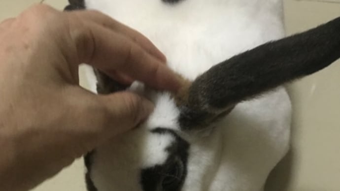 ナデナデが好きなこもも♡