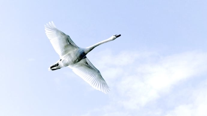 白鳥古丹 ~カムイコタン~ 未知から白鳥は来る /吉田一穂