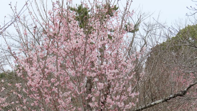 啓翁桜、杏とシジュウカラ