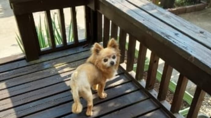 膵炎の治療を始めて7日目🐶