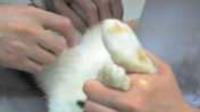 ふくちゃんの避妊手術