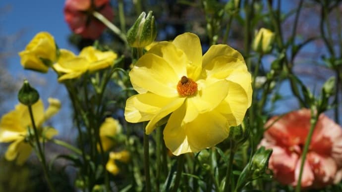 春の花:ラナンキュラス②