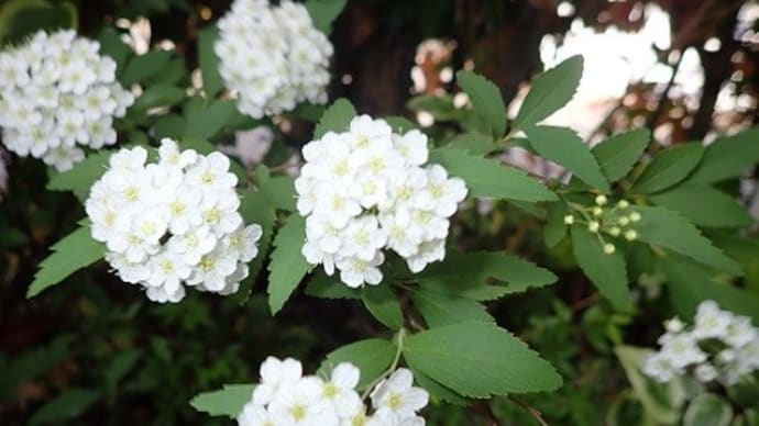 ネットでお買い物の便利さに目覚めた姉 高枝切りばさみ コデマリの花