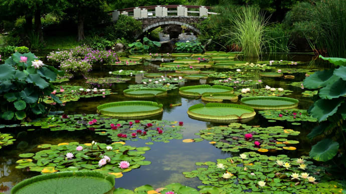 水生植物公園みずの森 1