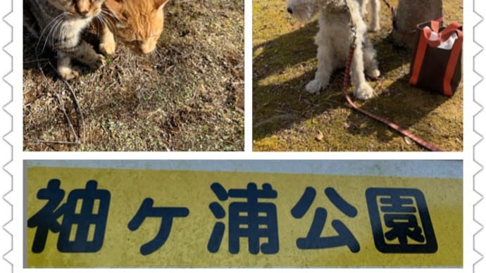 難しいなワンワン！もうヤダ！