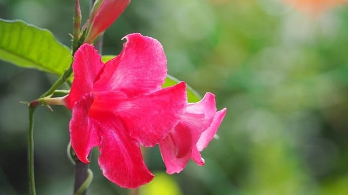 夏の土用~庭の花とアゲハ蝶