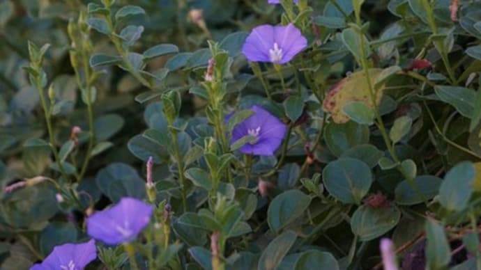 今庭に咲く花とシードヘッド