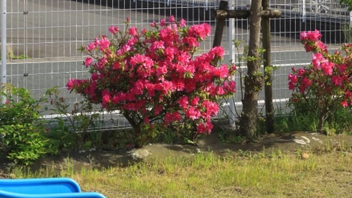 公園に咲く花とＥＦ２１０桃太郎（２０２４年４月）
